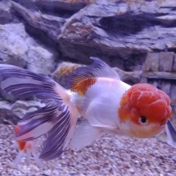 Leeuwenkop Tricolor