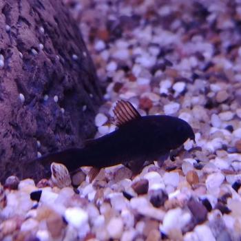 Corydoras aeneus black