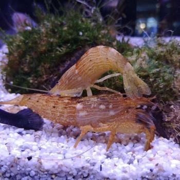 Atyopsis moluccensis