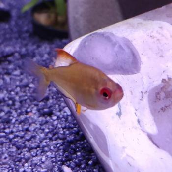 Hyphessobrycon pulchripinnis