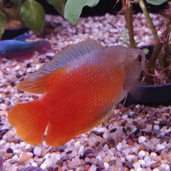 Colisa lalia RED (man)