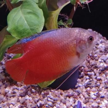 Colisa lalia RED (man)