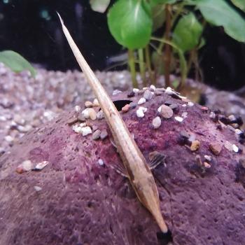 Farlowella acus