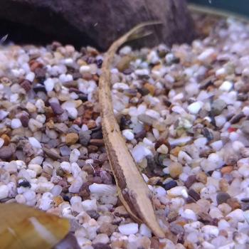 Farlowella acus