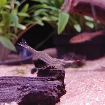 Caridina gracilirostris