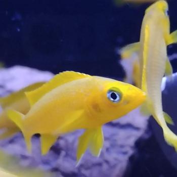 Lamprologus leleupi