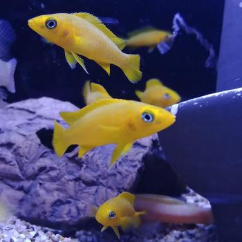 Lamprologus leleupi