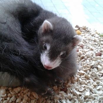 Mustela putorius furo