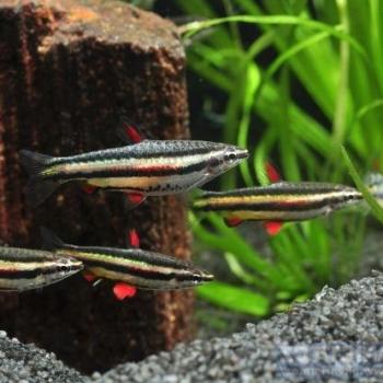 Nannostomus marginatus