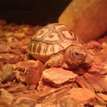 Geochelone pardalis