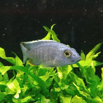Sciaenochromis ahli