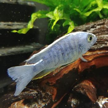 Sciaenochromis ahli