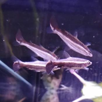 Nannostomus eques