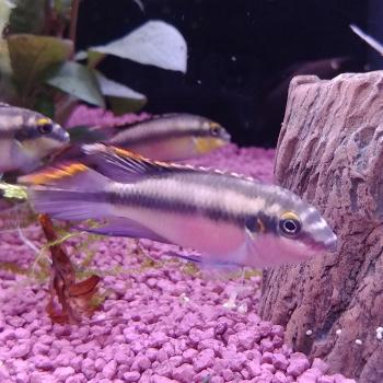 Pelvicachromis kribensis