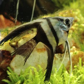 Pterophyllum scalare (Bicolor sluier)