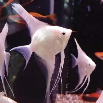 Pterophyllum scalare (platinum)