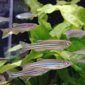 Brachydanio rerio