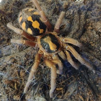 Hapalopus sp. Colombia large