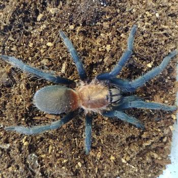Holothele longipes 