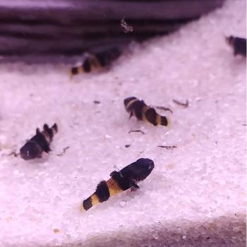 Brachygobius xanthozona
