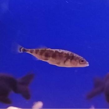 Gasterosteus aculeatus