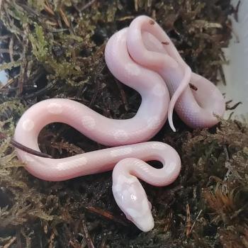 Pantherophis guttata