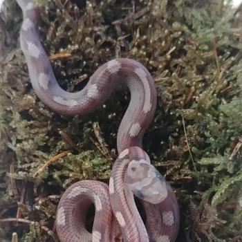 Pantherophis guttata
