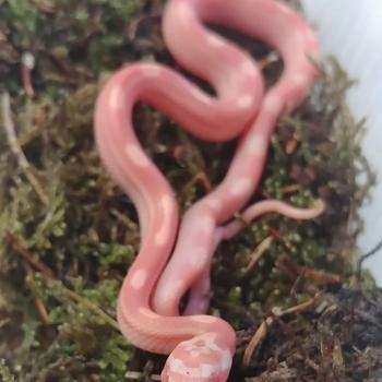 Pantherophis guttata