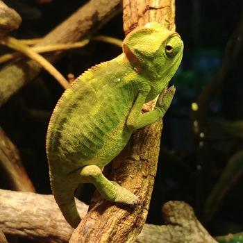 Chamaeleo calyptratus