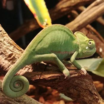 Chamaeleo calyptratus