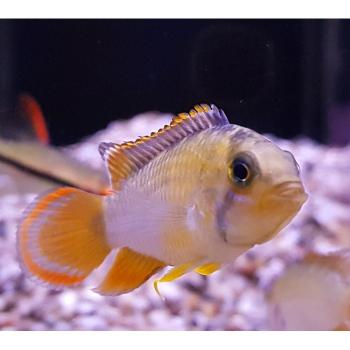 apistogramma nijseni man