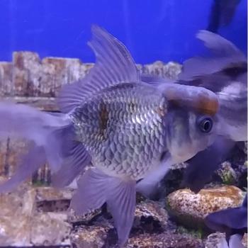 oranda blue