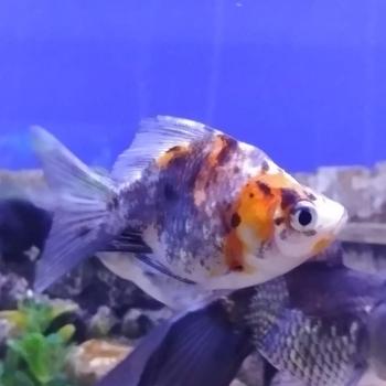 Ryukin CALICO (DRIEKLEUR)