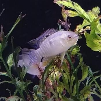 Laetacara curviceps