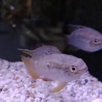 Laetacara curviceps
