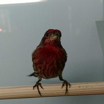 Haemorhous mexicanus x Serinus canaria