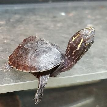Sternotherus odoratus