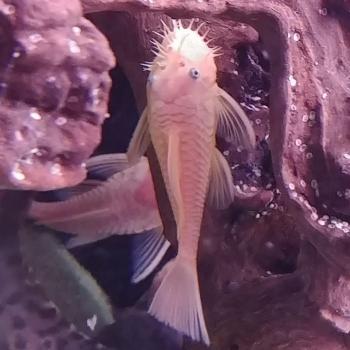 L-144 Ancistrus cf. cirrhosus (man)