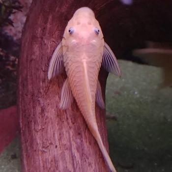 L-144 Ancistrus cf. cirrhosus (vrouw)