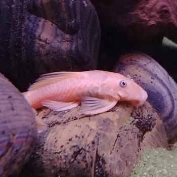 L-144 Ancistrus cf. cirrhosus (vrouw)