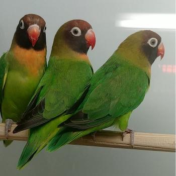 Agapornis nigrigenis