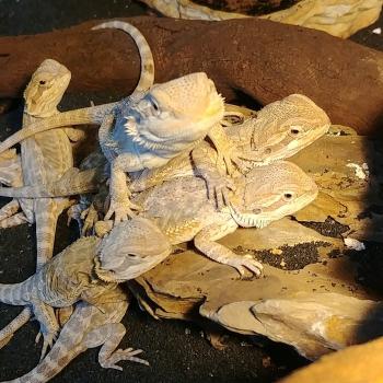 pogona viticeps