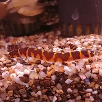 Acanthopthalmus myersi