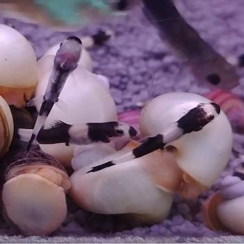Yaoshania pachychilus