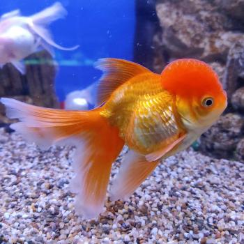 oranda rood