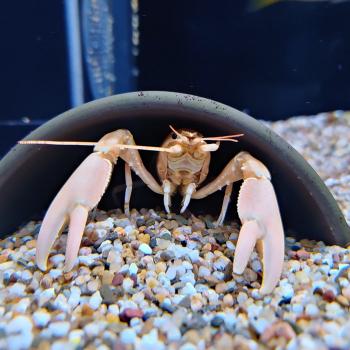 cherax holthuisi