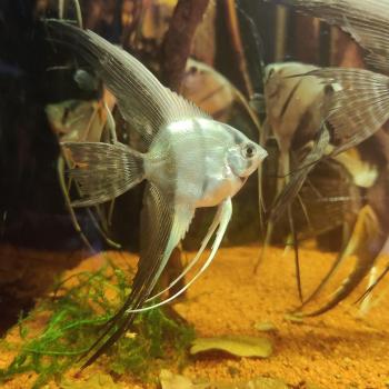 Pterophyllum scalare (Bicolor sluier)