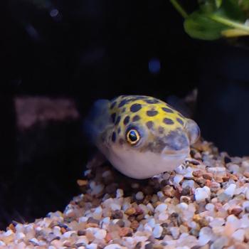 Dichotomyctere nigroviridus