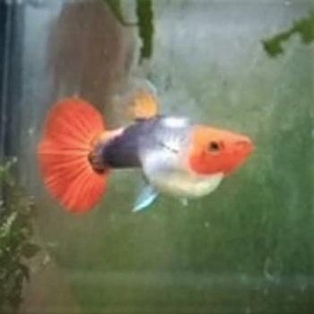 Lebistes reticulatus (Koi Red Tuxedo Red Nose)