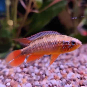 Apistogramma agassizi (man) dubbelrood